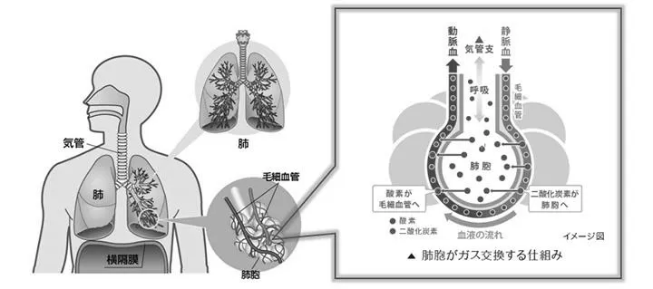 肺がんの疑い”といわれたら？最新の放射線治療、症状 photo 2