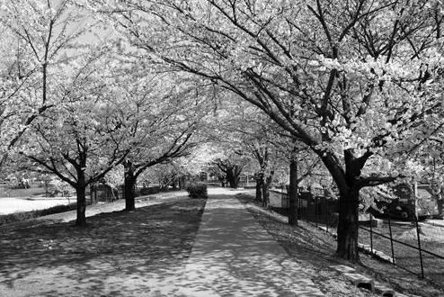愛知県で子連れで行ける桜の名所　落合公園in春日井市 photo 3