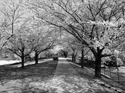 愛知県で子連れで行ける桜の名所　落合公園in春日井市