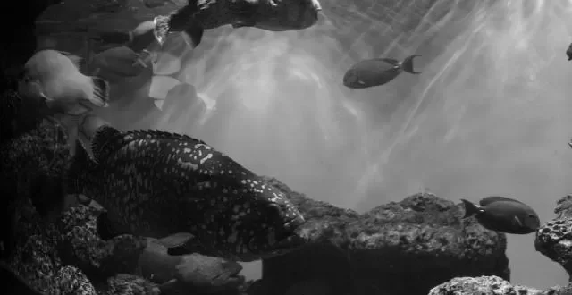 マツコの知らない世界、深海魚の鈴木香里武さん、流木インテリアの高江友作さん image 3
